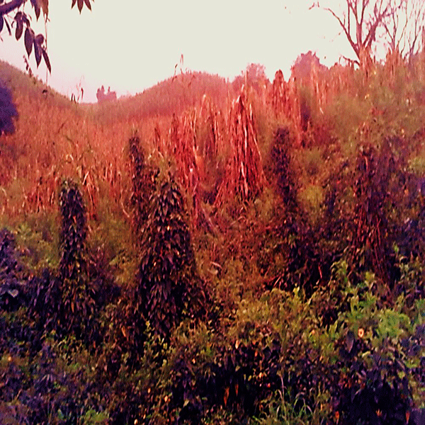 The Sacredness of Corn in the Totonacapa Region, Mexico