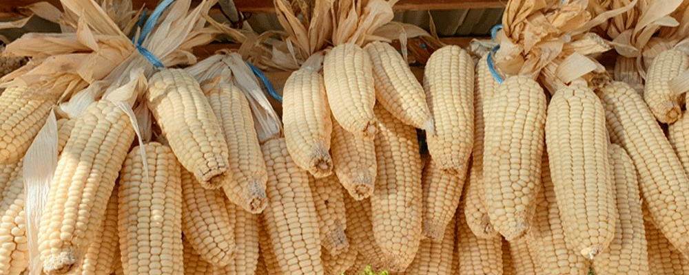 LA SACRALIDAD DEL MAÍZ EN LA REGIÓN DEL TOTONACAPA, MÉXICO